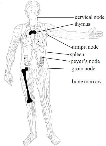 1950_lymphoid human.jpg